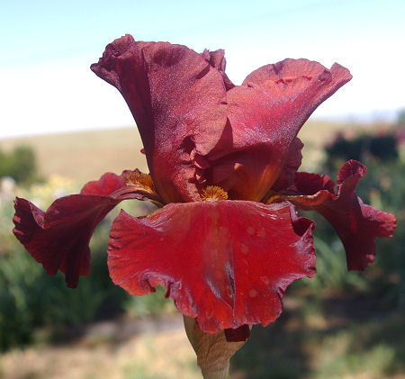 Warrior King - tall bearded Iris