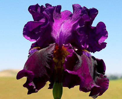 Watch It - fragrant tall bearded Iris