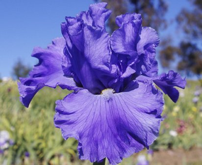 Waterdragon - fragrant tall bearded Iris