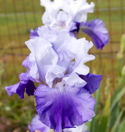 Waterworld - tall bearded Iris