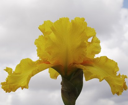 Well Endowed - reblooming tall bearded Iris
