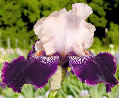 Wench - tall bearded Iris