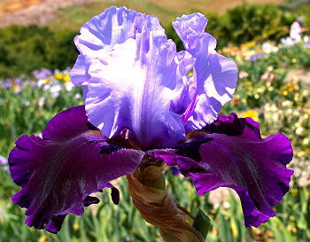 Whale's Tale - tall bearded Iris