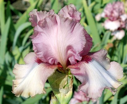 Whispering - tall bearded Iris