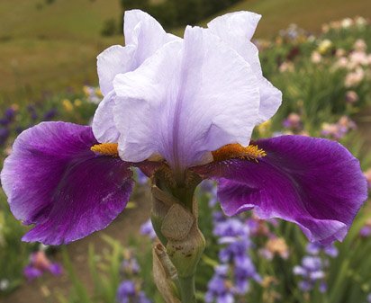 White Hat Hero - tall bearded Iris