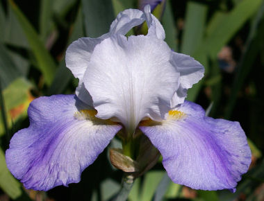 Whole Cloth - tall bearded Iris