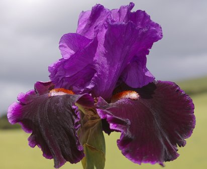 Who's Your Daddy - reblooming tall bearded Iris