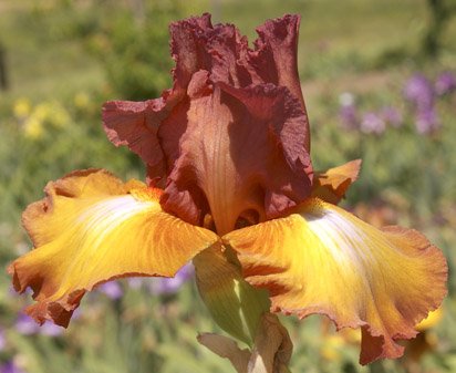 Widdershins - fragrant tall bearded Iris