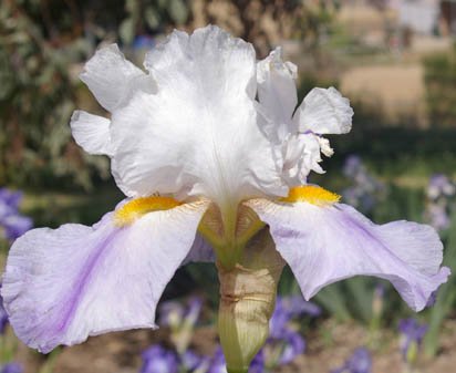 Wild Azure Jewel - fragrant tall bearded Iris