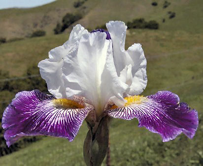 Wild Sharon - tall bearded Iris