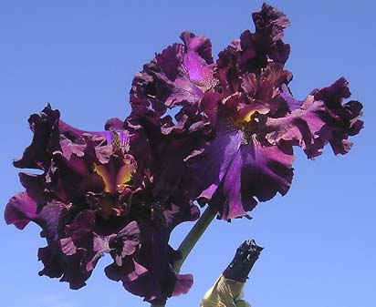 Wild Thing - fragrant tall bearded Iris