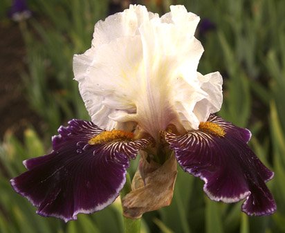 Wild Vision - reblooming tall bearded Iris
