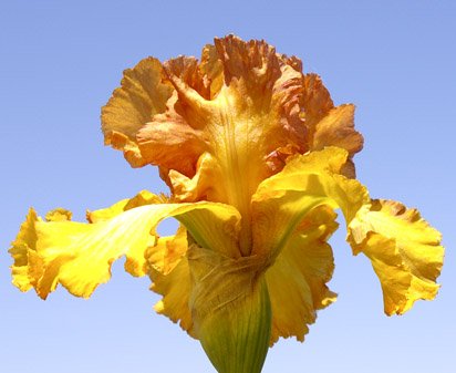 Wild West Wind - tall bearded Iris