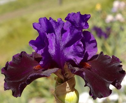 Wild Wings - fragrant reblooming tall bearded Iris