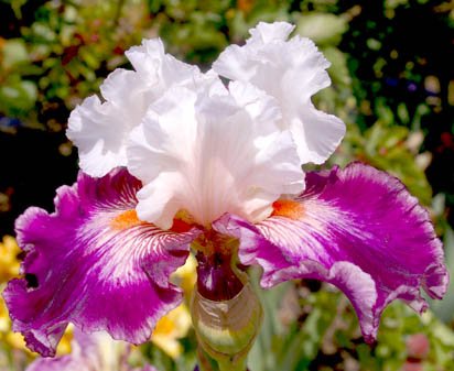 Wine Dynasty - tall bearded Iris