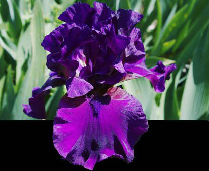 Wine Time - tall bearded Iris
