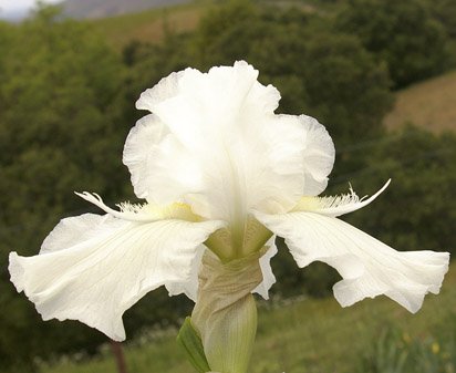 Wings of Peace - fragrant tall bearded Iris