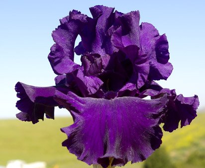 Winning Debut - tall bearded Iris