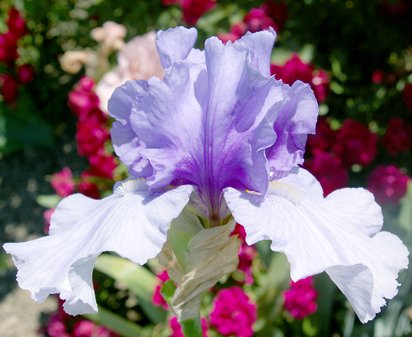 Winter Adventure - fragrant tall bearded Iris