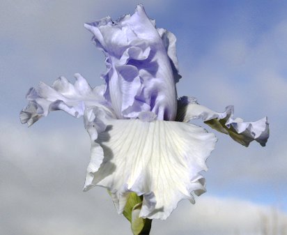 Winter Palace - fragrant tall bearded Iris