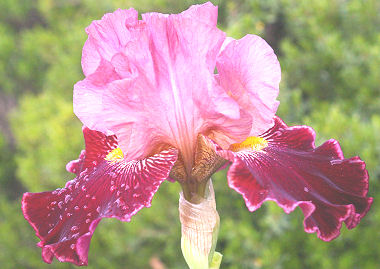 Wise Wish - tall bearded Iris