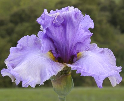 Wishful Thinking - fragrant tall bearded Iris