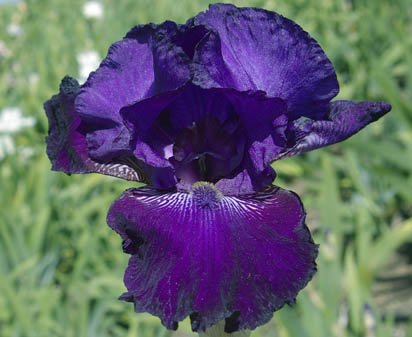 Witch's Cape - tall bearded Iris