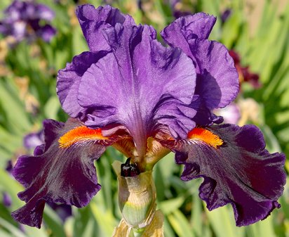 Witch's Wand - tall bearded Iris