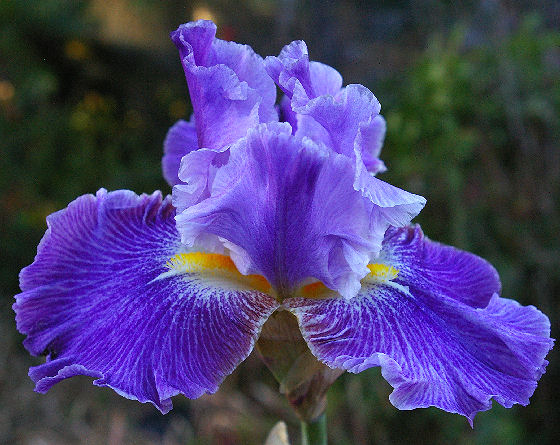 With Friends - tall bearded Iris