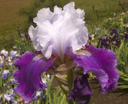 World Class - tall bearded Iris