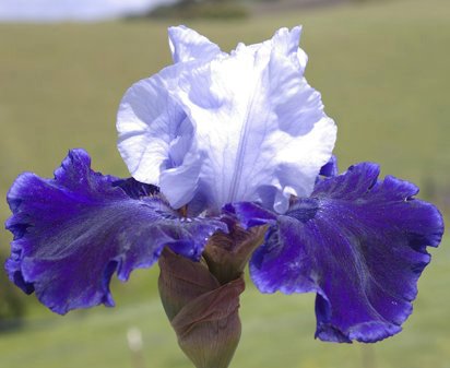 World Premier - reblooming tall bearded Iris