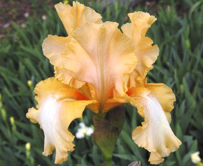 Wulfenite - tall bearded Iris