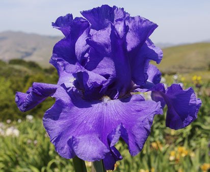 Yaquina Blue - fragrant tall bearded Iris