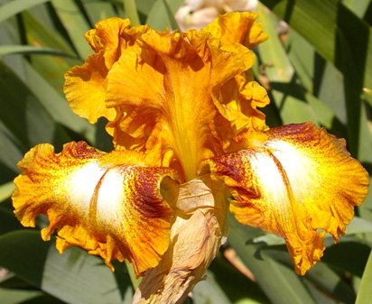 Yellow Brick Road - tall bearded Iris