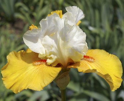 Yes - tall bearded Iris