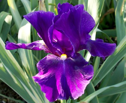 Zebra Night - fragrant tall bearded Iris