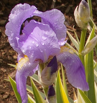 Zebra - tall bearded Iris
