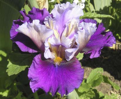 Zepherina - fragrant reblooming tall bearded Iris