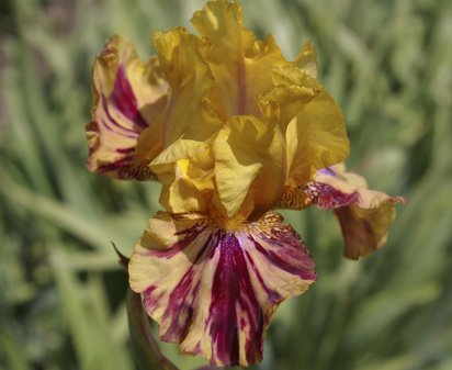 Ziggy - fragrant reblooming tall bearded Iris