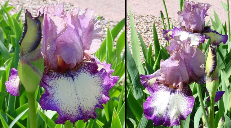 Easter Wonder - tall bearded Iris