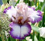 Easter Wonder - tall bearded Iris