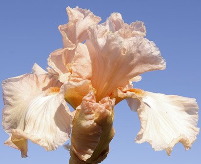 Just for Sophie - tall bearded Iris