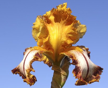 Kilt Lilt - tall bearded Iris