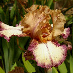 Eramosa Snowball NOID - SDB Standard Dwarf Bearded Iris