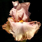 Gigolo NOID - tall bearded Iris