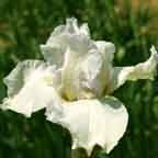 Lime Smoothy NOID - tall bearded Iris