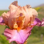 Not Space Cowboy - tall bearded Iris