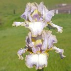 Starship Enterprise NOID - tall bearded Iris