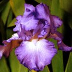 Titan's Glory NOID - tall bearded Iris