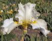 About Tomorrow - tall bearded Iris